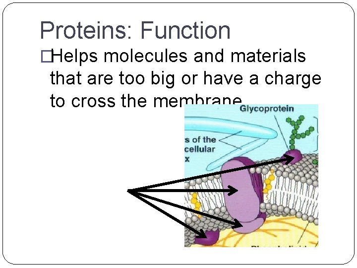 Proteins: Function �Helps molecules and materials that are too big or have a charge