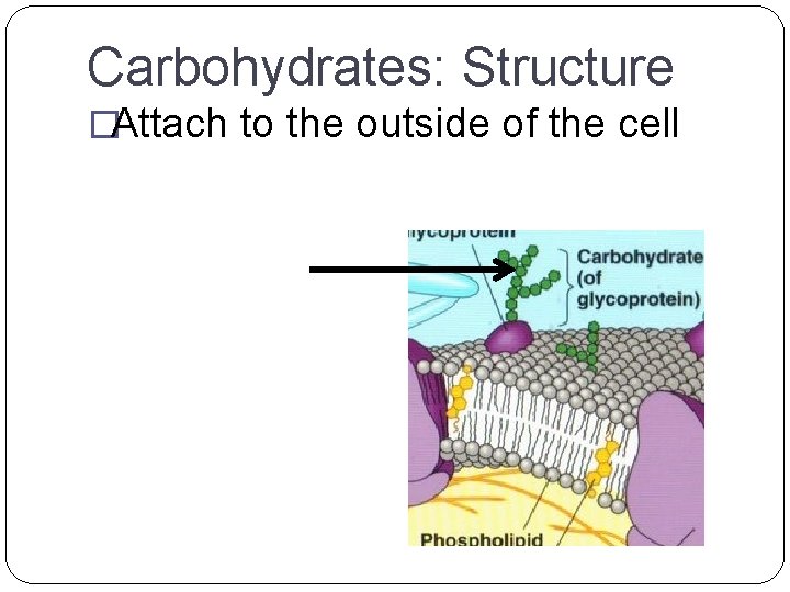 Carbohydrates: Structure �Attach to the outside of the cell 