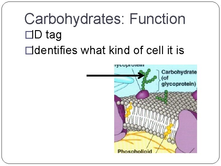 Carbohydrates: Function �ID tag �Identifies what kind of cell it is 