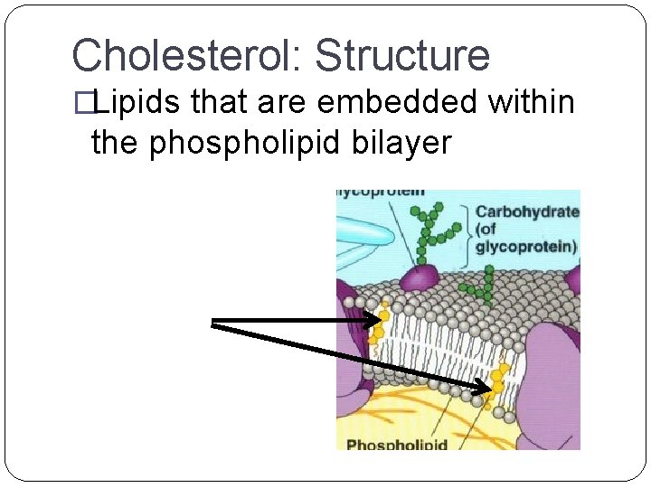 Cholesterol: Structure �Lipids that are embedded within the phospholipid bilayer 