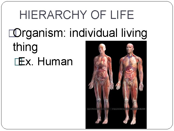 HIERARCHY OF LIFE �Organism: individual living thing � Ex. Human 