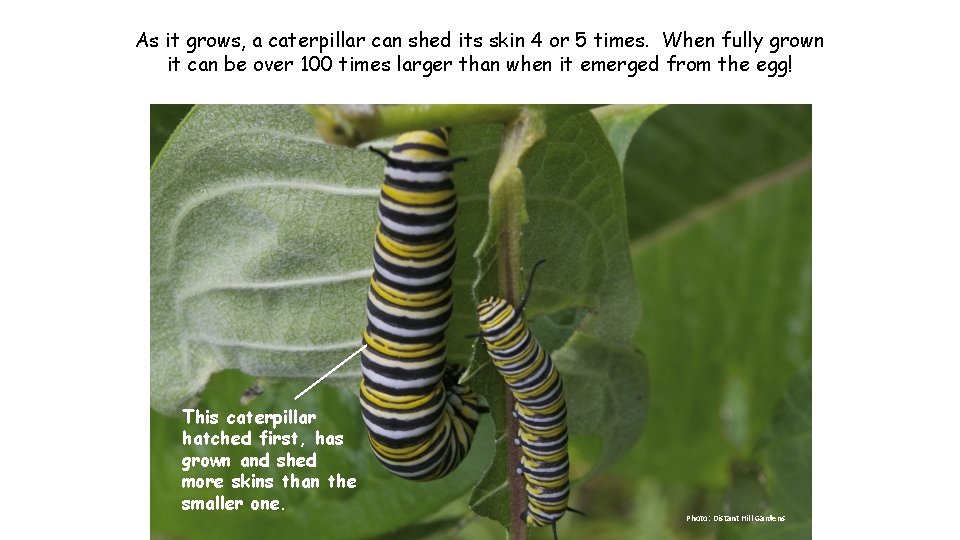 As it grows, a caterpillar can shed its skin 4 or 5 times. When