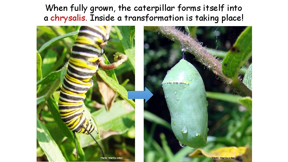 When fully grown, the caterpillar forms itself into a chrysalis. Inside a transformation is