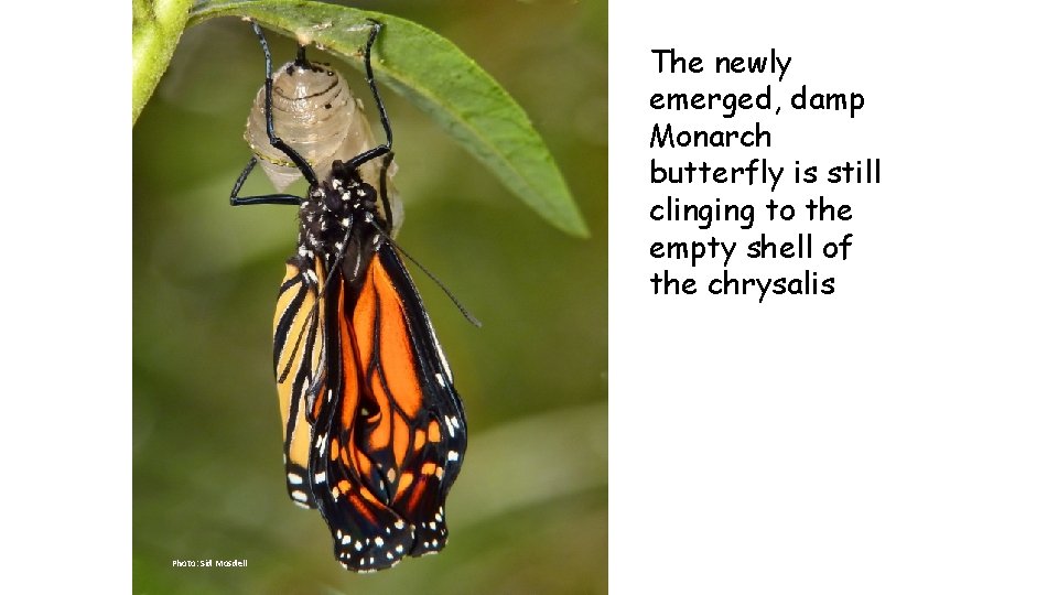 The newly emerged, damp Monarch butterfly is still clinging to the empty shell of