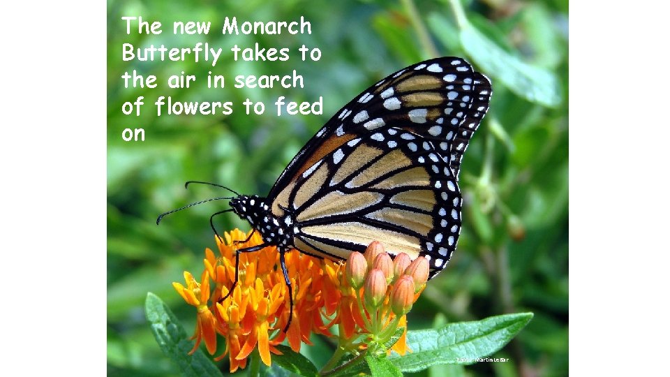 The new Monarch Butterfly takes to the air in search of flowers to feed