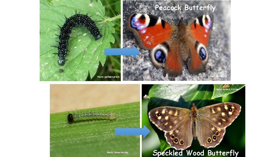 Peacock Butterfly Photo: gailhampshire Photo: Ian Harvey Phoyo: Robert Pittman Photo: Dean Morley Speckled