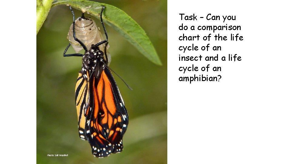 Task – Can you do a comparison chart of the life cycle of an