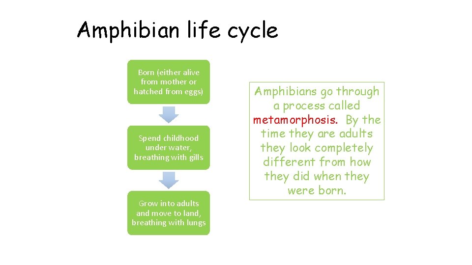 Amphibian life cycle Born (either alive from mother or hatched from eggs) Spend childhood