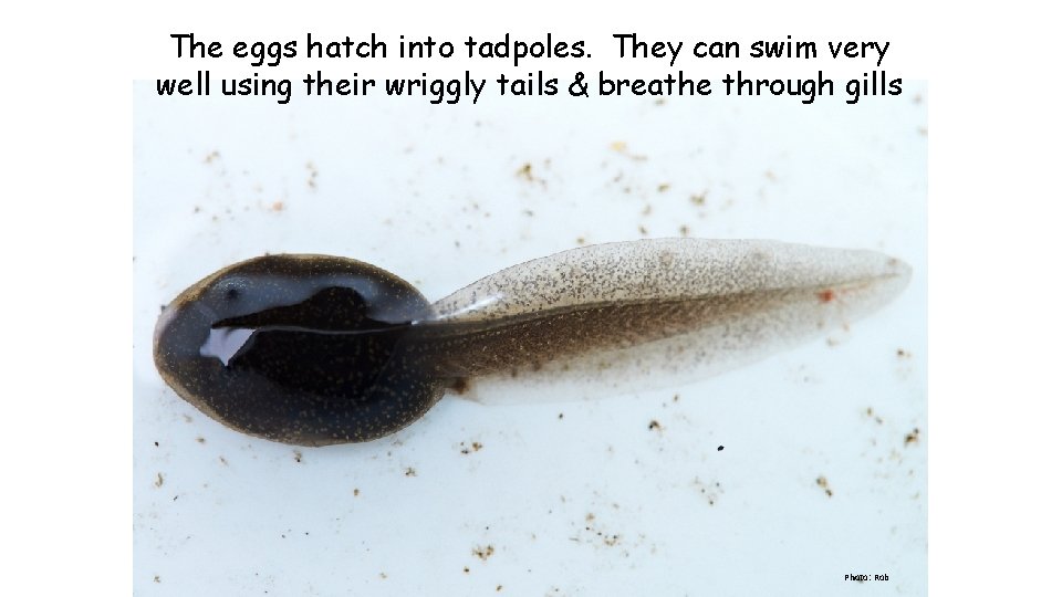 The eggs hatch into tadpoles. They can swim very well using their wriggly tails