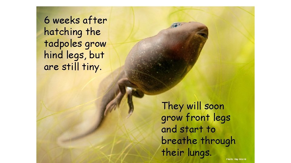 6 weeks after hatching the tadpoles grow hind legs, but are still tiny. They