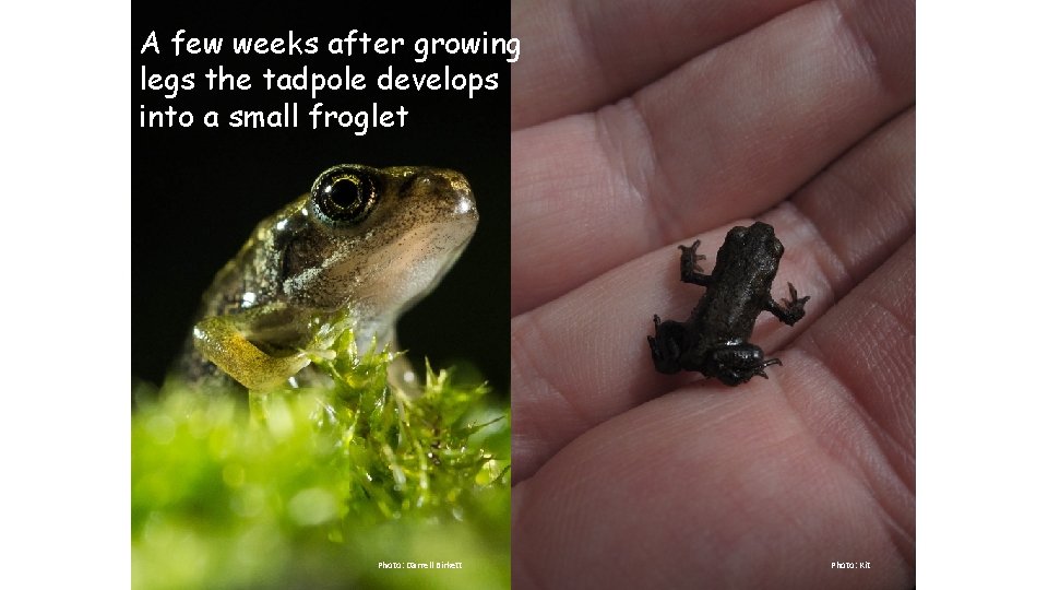 A few weeks after growing legs the tadpole develops into a small froglet Photo: