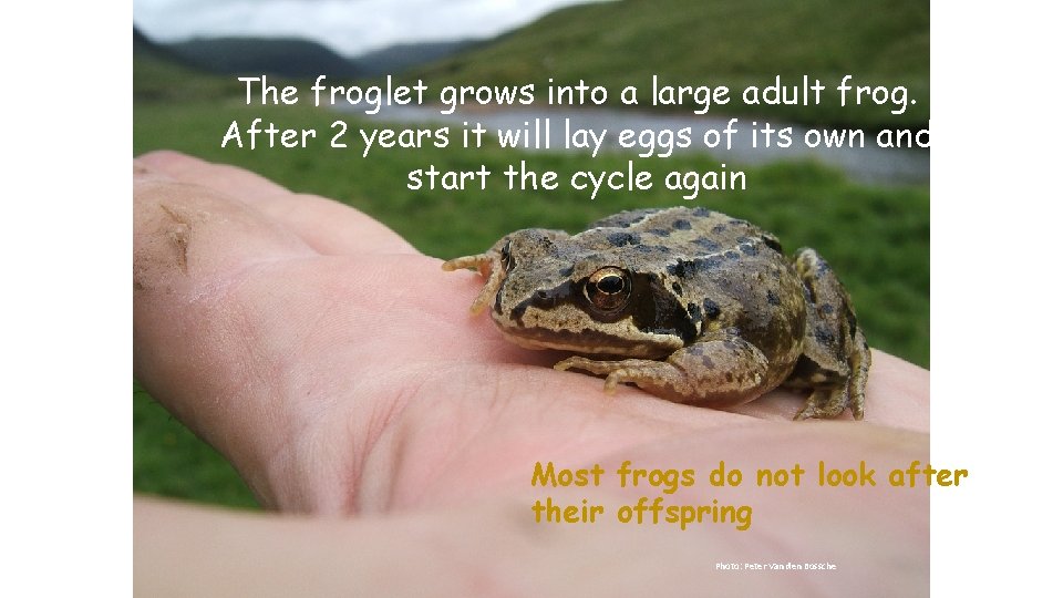 The froglet grows into a large adult frog. After 2 years it will lay