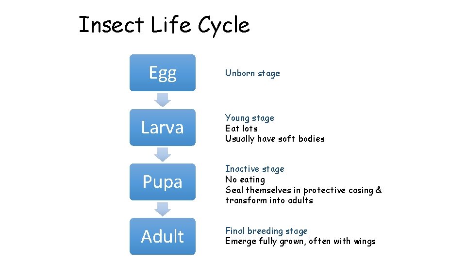 Insect Life Cycle Egg Unborn stage Larva Young stage Eat lots Usually have soft