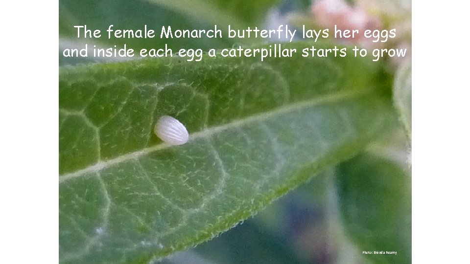 The female Monarch butterfly lays her eggs and inside each egg a caterpillar starts
