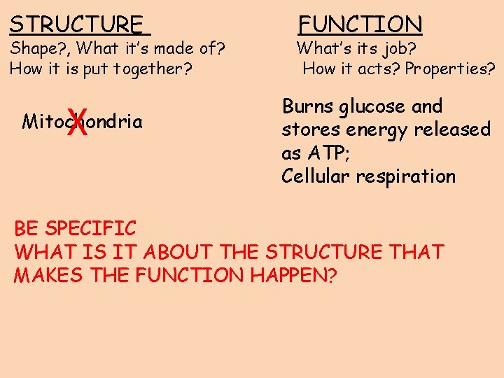 STRUCTURE Shape? , What it’s made of? How it is put together? X Mitochondria