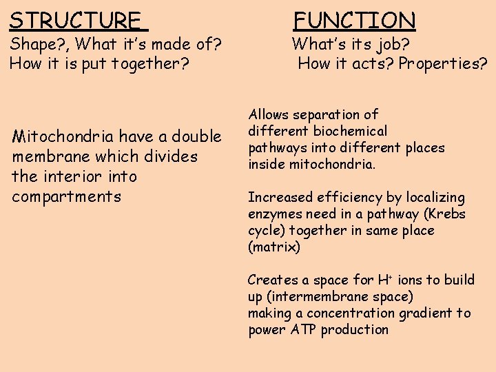 STRUCTURE Shape? , What it’s made of? How it is put together? Mitochondria have