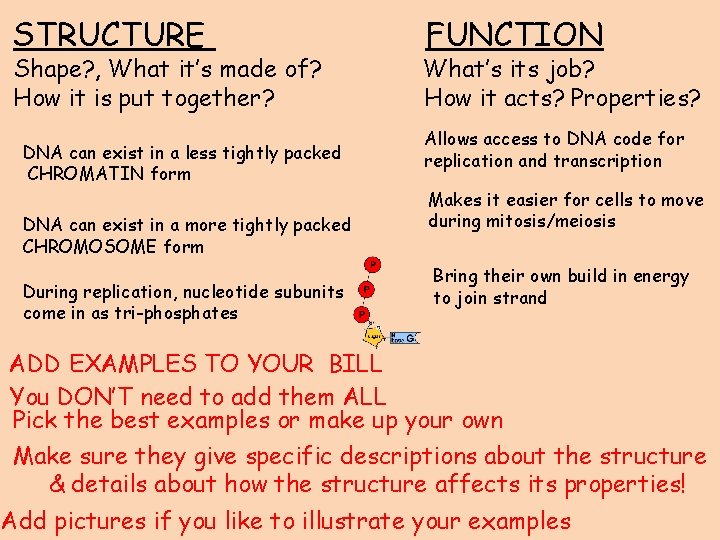 STRUCTURE Shape? , What it’s made of? How it is put together? DNA can