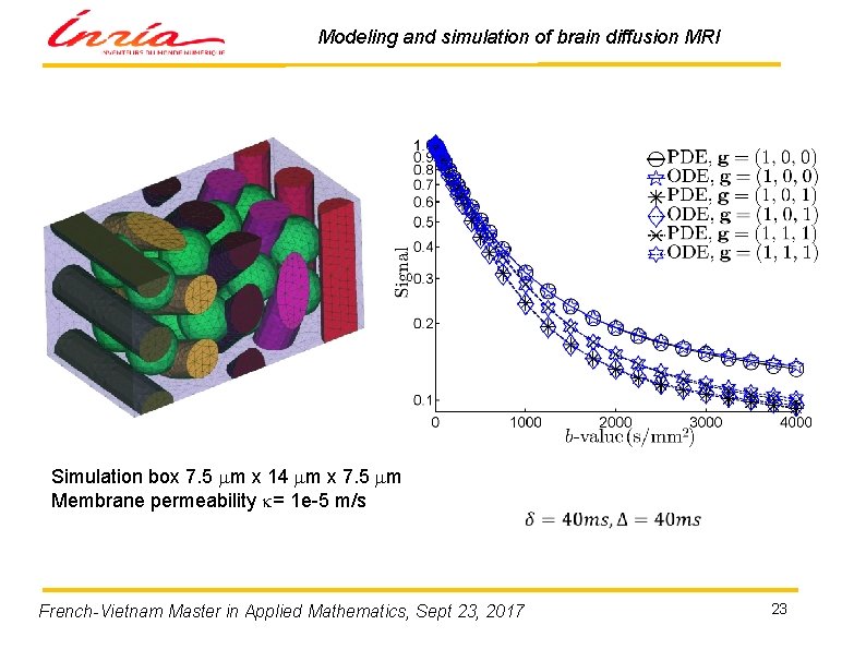 Modeling and simulation of brain diffusion MRI Simulation box 7. 5 mm x 14