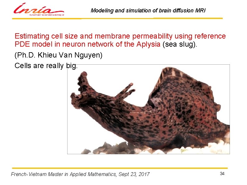 Modeling and simulation of brain diffusion MRI Estimating cell size and membrane permeability using