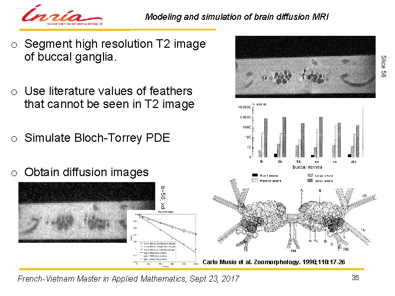 Modeling and simulation of brain diffusion MRI o Segment high resolution T 2 image