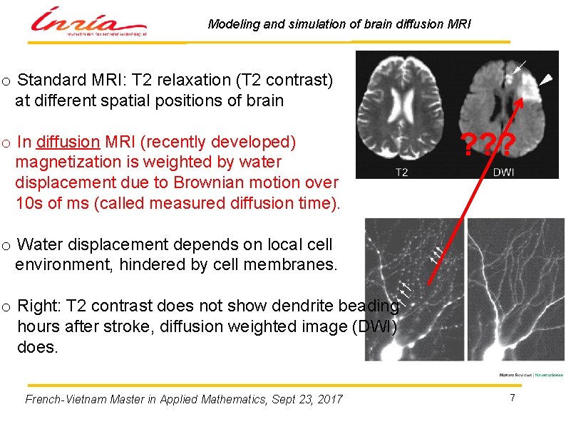 Modeling and simulation of brain diffusion MRI o Standard MRI: T 2 relaxation (T