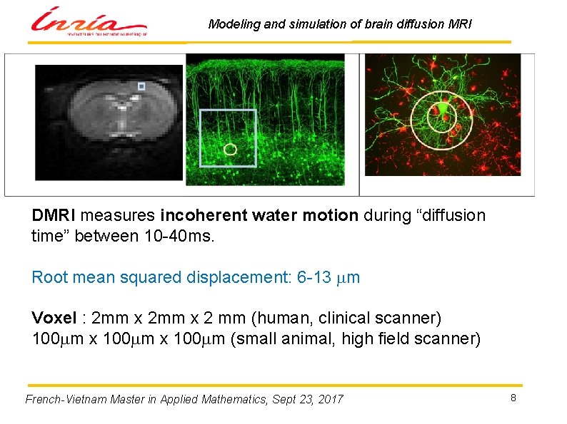 Modeling and simulation of brain diffusion MRI DMRI measures incoherent water motion during “diffusion