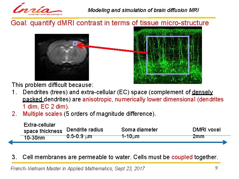 Modeling and simulation of brain diffusion MRI Goal: quantify d. MRI contrast in terms