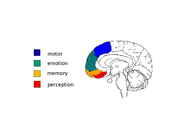 motor emotion memory perception 