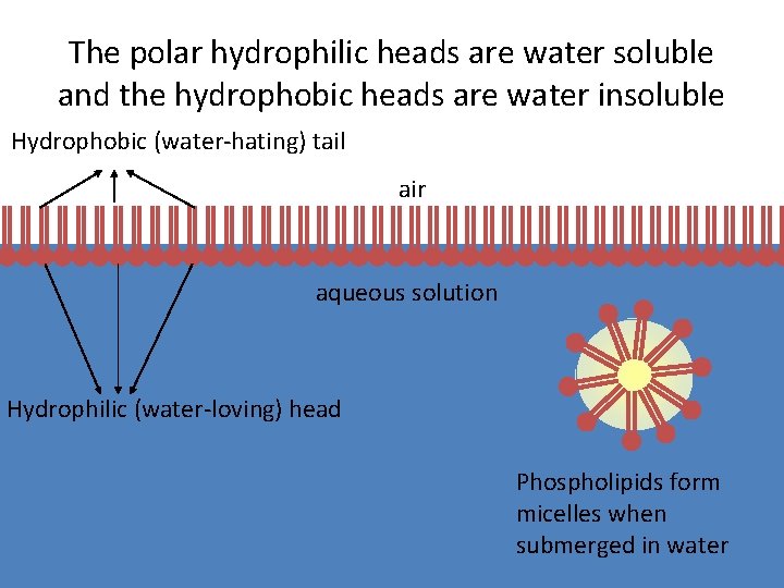 The polar hydrophilic heads are water soluble and the hydrophobic heads are water insoluble