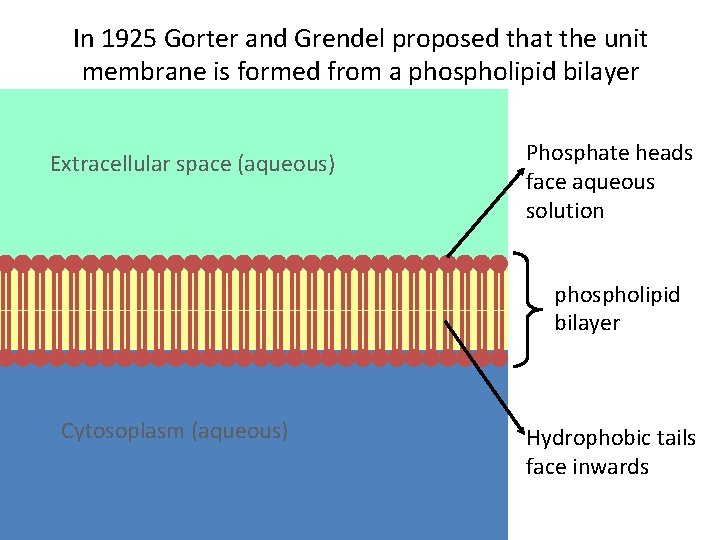 In 1925 Gorter and Grendel proposed that the unit membrane is formed from a