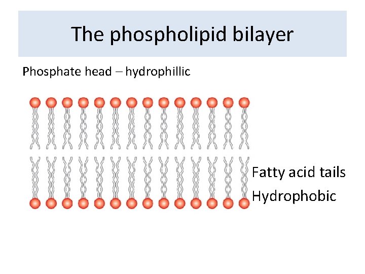 The phospholipid bilayer Phosphate head – hydrophillic Fatty acid tails Hydrophobic 