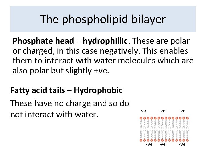 The phospholipid bilayer Phosphate head – hydrophillic. These are polar or charged, in this