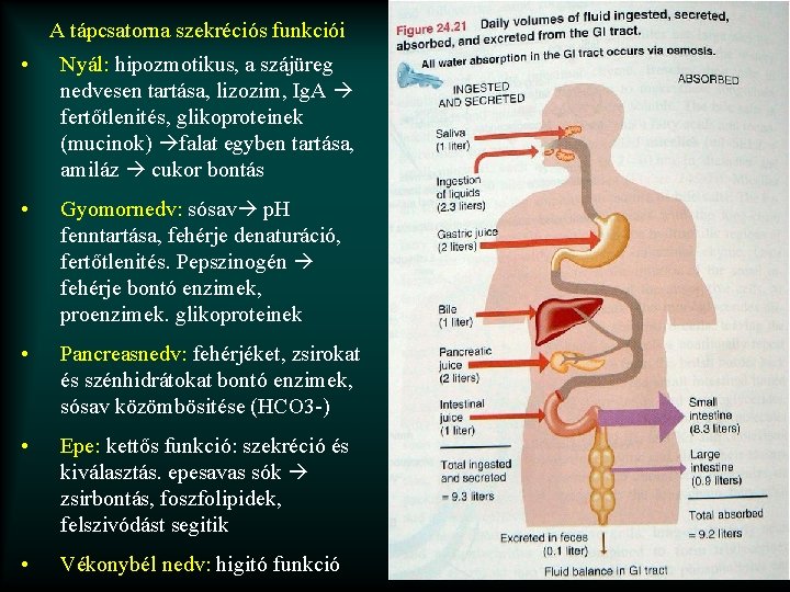 A tápcsatorna szekréciós funkciói • Nyál: hipozmotikus, a szájüreg nedvesen tartása, lizozim, Ig. A