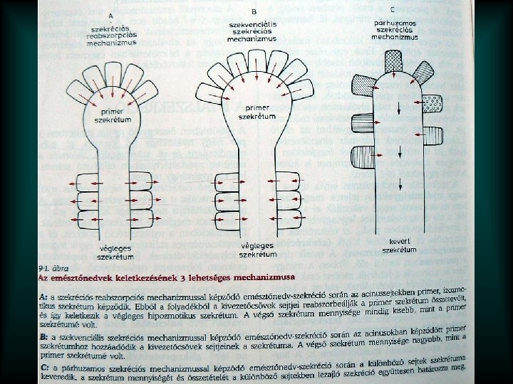 Nyál Pancreas gyomor 