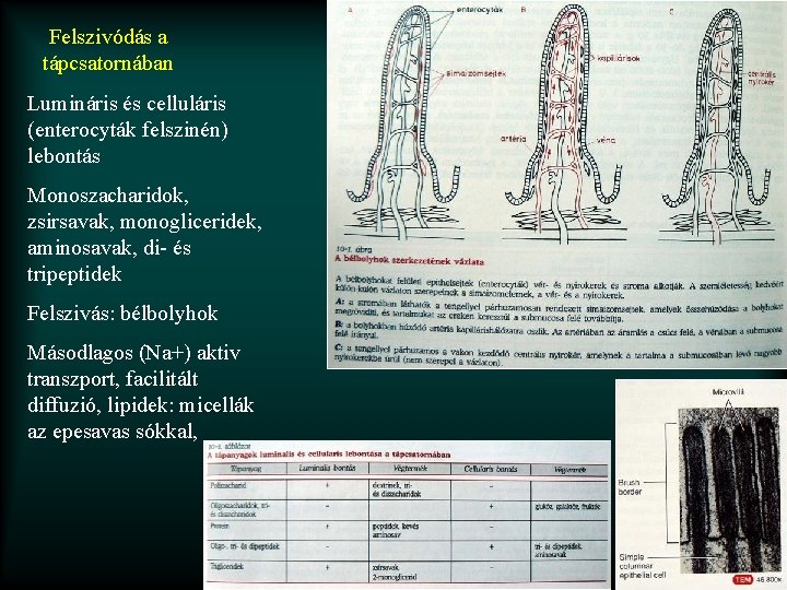 Felszivódás a tápcsatornában Lumináris és celluláris (enterocyták felszinén) lebontás Monoszacharidok, zsirsavak, monogliceridek, aminosavak, di-