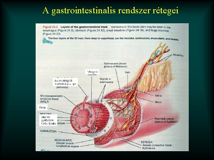 A gastrointestinalis rendszer rétegei 