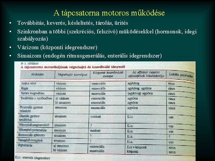 A tápcsatorna motoros működése • Továbbitás, keverés, késleltetés, tárolás, ürités • Szinkronban a többi