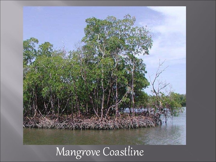 Mangrove Coastline 