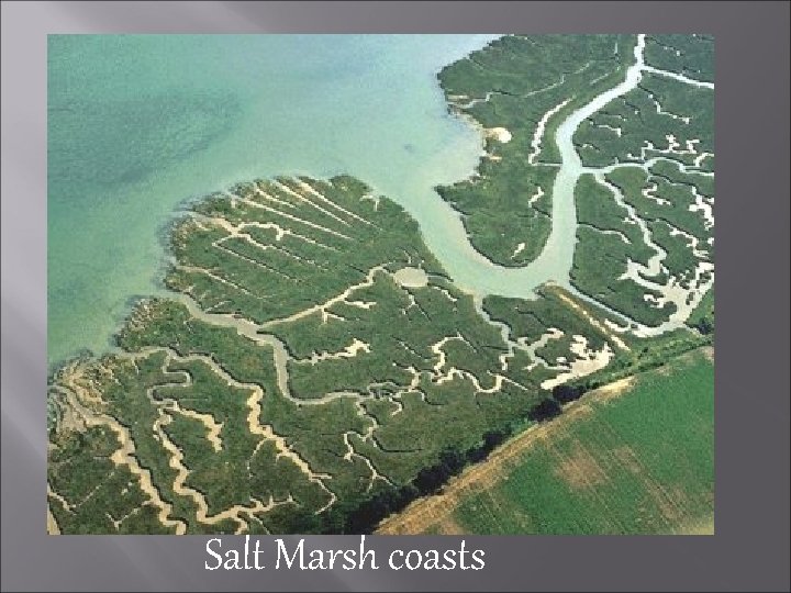 Salt Marsh coasts 