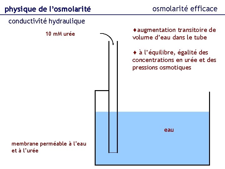 physique de l’osmolarité efficace conductivité hydraulique 10 m. M urée augmentation transitoire de volume