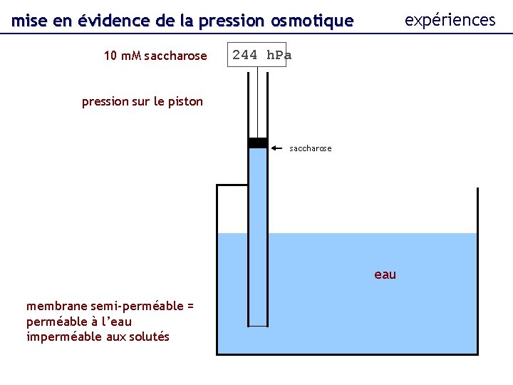 expériences mise en évidence de la pression osmotique 10 m. M saccharose 244 h.