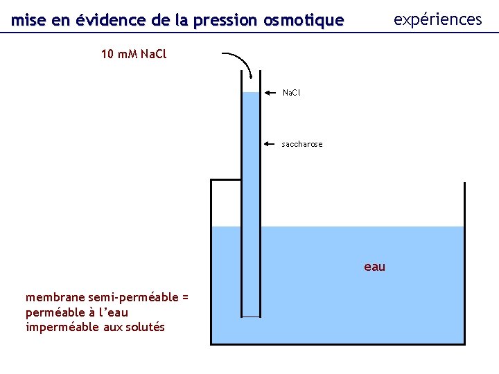 expériences mise en évidence de la pression osmotique 10 m. M Na. Cl saccharose