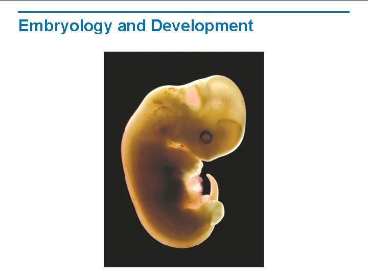 Embryology and Development 