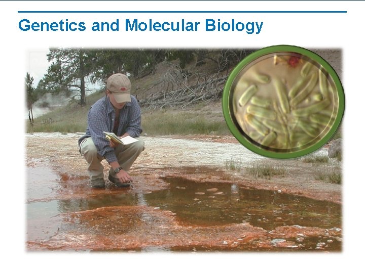 Genetics and Molecular Biology 