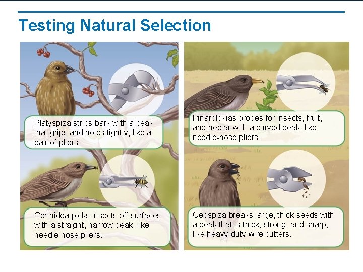 Testing Natural Selection Platyspiza strips bark with a beak that grips and holds tightly,