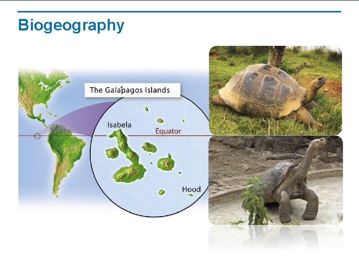 Biogeography 