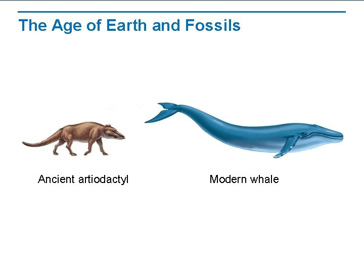 The Age of Earth and Fossils Ancient artiodactyl Modern whale 