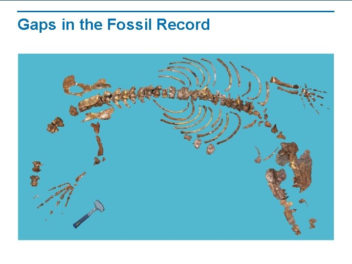 Gaps in the Fossil Record 