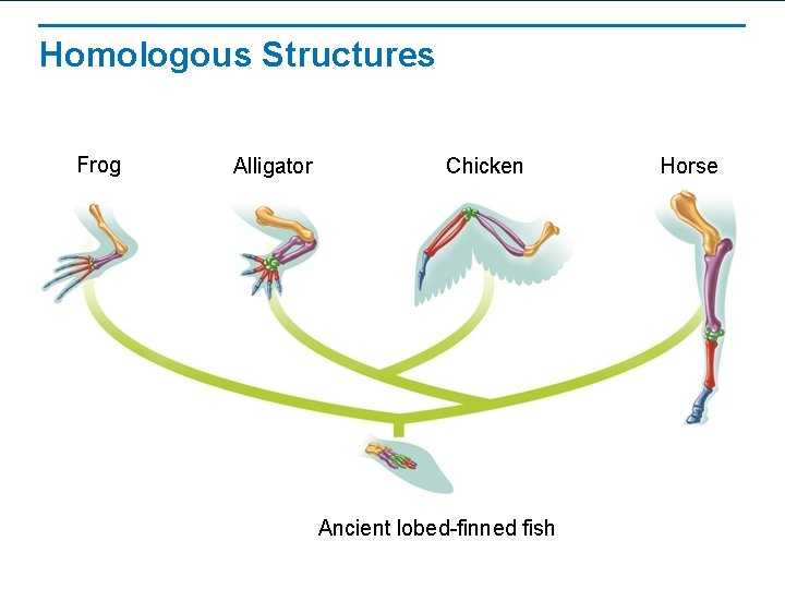 Homologous Structures Frog Alligator Chicken Ancient lobed-finned fish Horse 