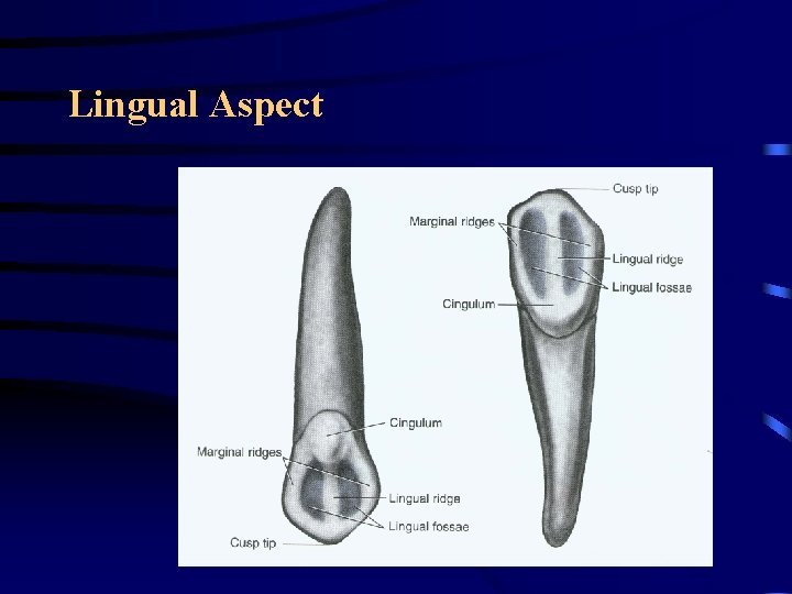 Lingual Aspect Lingual Aspect